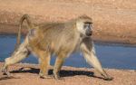 Baboon - Photo Credit: Photo by Bob Brewer on Unsplash