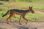 Jackal - Photo Credit: Photo by Bob Brewer on Unsplash