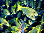 Shoal of striped Sweetlips - Photo Credit: Photo by Claus Giering on Unsplash