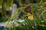 Taveta weaver - Photo Credit: Photo by Vladan Raznatovic on Unsplash
