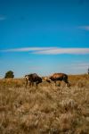  Photo Credit: Photo by proudlyswazi on Unsplash