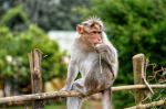 Monkey - Photo Credit: Photo by Ravi Kant on Unsplash