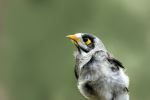 Noisy Miner - Photo Credit: Photo by David Clode on Unsplash