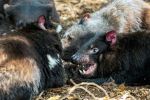Tasmanian devils - Photo Credit: Photo by David Clode on Unsplash
