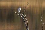 Yellow-billed egret - Photo Credit: Photo by Robbie Cheadle on Unsplash