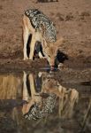 Silver-backed Jackal - Photo Credit: Photo by Charl Durand on Unsplash