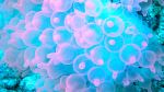 Bubble-tip anemone - Photo Credit: Photo by Erick Morales Oyola on Unsplash