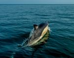 Short Beaked Common Dolphin in Babbacombe Bay - Photo Credit: Photo by Ray Harrington on Unsplash
