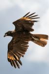 Striated Caracara - Photo Credit: Photo by Paul Carroll on Unsplash