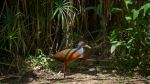 Grey-necked wood rails - Photo Credit: Photo by Bernd 📷 Dittrich on Unsplash