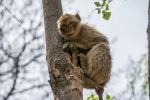 Mountain monkey - Photo Credit: Photo by Luca Ambrosi on Unsplash