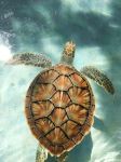 Xcaret - Photo Credit: Photo by Abner abiu Castillo diaz on Unsplash