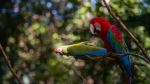Macaws - Photo Credit: Photo by Claude Piché on Unsplash