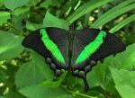 The Butterfly Farm Aruba - Photo Credit: Photo by Gregory Wangsadikrama on Unsplash