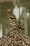 black bellied whistling ducks - Photo Credit: Photo by stephan hinni on Unsplash