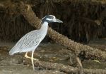 Yellow-crowned night heron - Photo Credit: Photo by stephan hinni on Unsplash