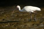 White ibis - Photo Credit: Photo by stephan hinni on Unsplash