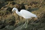 Great egret - Photo Credit: Photo by stephan hinni on Unsplash