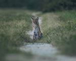 Bobcat - Photo Credit: Photo by Greg Sellentin on Unsplash