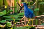 Purple Gallinule - Photo Credit: Photo by Joseph Corl on Unsplash