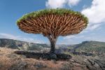 Dragon Blood tree - Photo Credit: Photo by Andrew Svk on Unsplash