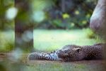 Indroda Nature Park - Photo Credit: Photo by Vivek Doshi on Unsplash
