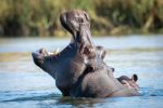 Hippo - Photo Credit: Photo by Andreas Vonlanthen on Unsplash