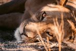 Lioness - Photo Credit: Photo by Andrew Liu on Unsplash