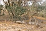 Lionesses - Photo Credit: Photo by Agnese Galbusera on Unsplash