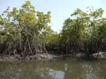 Dense mangrove roots line a tidal creek within Makasutu Culture Forest. - Photo Credit: Jan Kruithof/tjabeljan