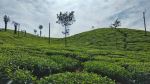 Tea Estates of Chikmagalur - Photo Credit: Photo by Hemendra Ahuja on Unsplash