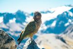 Kea - Photo Credit: Photo by Pablo Heimplatz on Unsplash