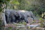 Elephants - Photo Credit: Photo by Avinash Guruvayoor on Unsplash