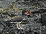 Galapagos Oystercatcher - Photo Credit: Photo by Jason Hollinger on Wikimedia