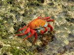 Sally Lightfoot Crab - Photo Credit: Photo by Jason Hollinger on Wikimedia