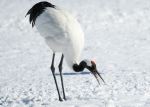 Red-crowned crane - Photo Credit: Photo by pen_ash on Unsplash