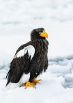 Steller's sea eagle - Photo Credit: Photo by pen_ash on Unsplash