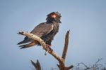 Bateleur eagle - Photo Credit: Photo by Chris Stenger on Unsplash