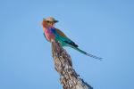 Lilac-breated Roller - Photo Credit: Photo by Chris Stenger on Unsplash
