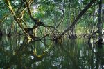 Mangrove forest in the Mida Creek - Photo Credit: Photo by Timothy K on Unsplash
