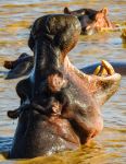 Hippos - Photo Credit: Photo by Aji Vinister Denistan on Unsplash