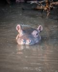 Baby Hippo - Photo Credit: Photo by Asher Pardey on Unsplash