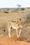 Photo Credit: Photo by Gianluca Baio on Unsplash