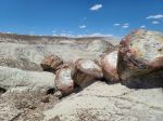 220 Million Year Old Fossilized Wood - Photo Credit: Photo by Noel DeJesus on Unsplash