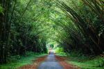Bamboo Cathedral - Photo Credit: Photo by Stephen Bedase on Unsplash