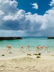 Flamingos on the beach - Photo Credit: Photo by Vera Wijermars | Feathering on Unsplash