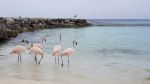 Flamingos on the beach - Photo Credit: Photo by Melanie Hooghiemstra on Unsplash