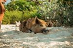Pig Beach - Photo Credit: Photo by Roberto Nickson on Unsplash