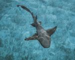 Nurse shark - Photo Credit: Photo by Ryan Geller on Unsplash