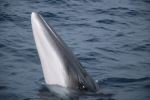 Minke Whale - Photo Credit: Photo by Igor Francetic on Unsplash